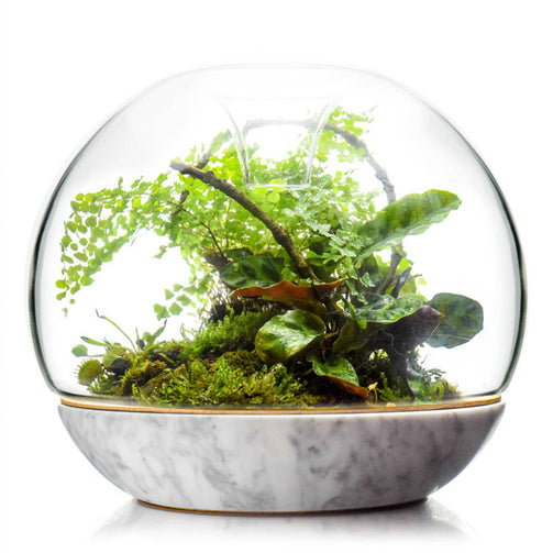 Biodome_Carrara_Botanica.jpg