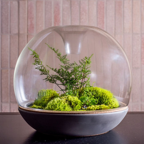Botanica-Biodome-Concrete-Vueey.jpg