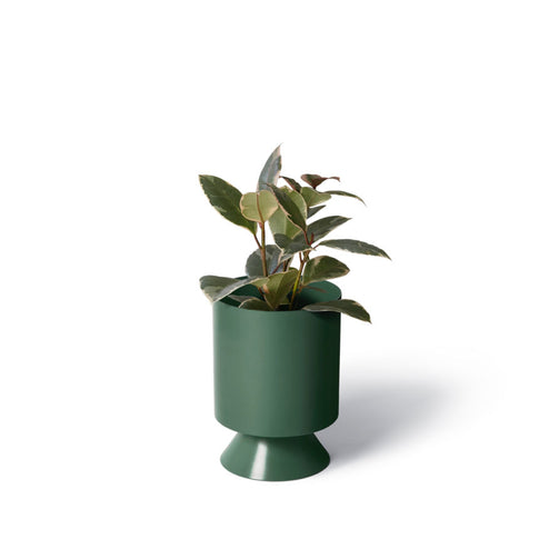 LIG-40-juniper_w2-893x893.jpeg