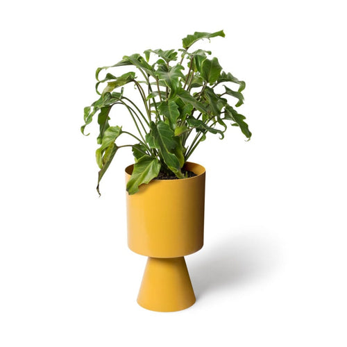 LIG-41TUM-plants_w2-893x893.jpg