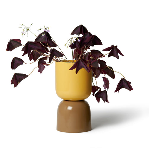 LIG-73-mustard-sorrel_w1p.jpg