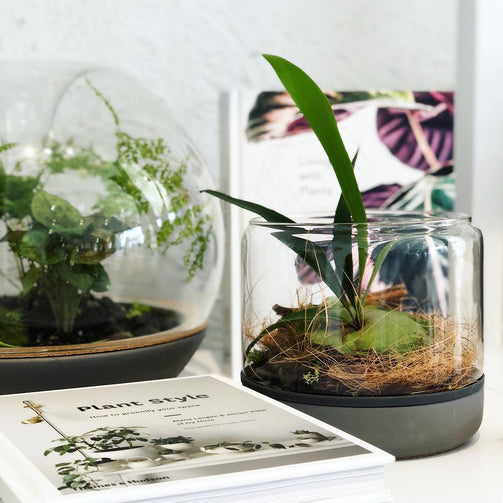 concrete_temperate_staghorn_fern_46342540_1222723017876151_598450186323726821_n.jpg