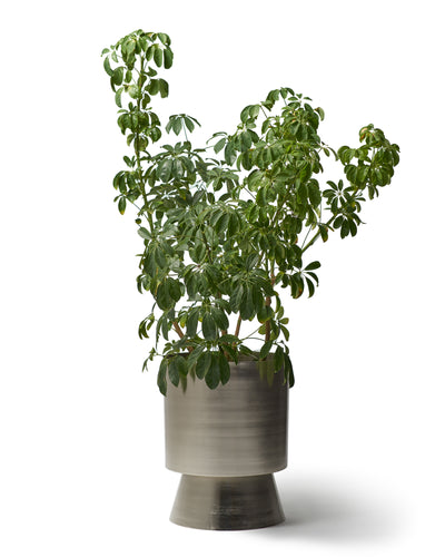 Palm Springs Ex Large - Nickel Lacquer