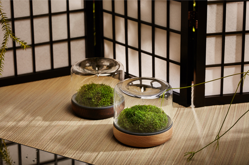 japanese_dark_oak_natural_oak_rainforest.png
