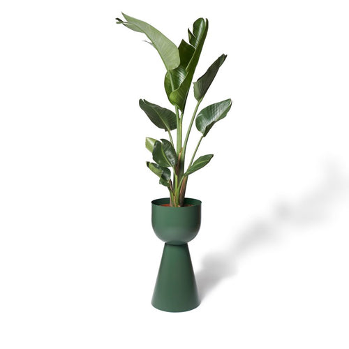 Vera Ex Large - Juniper